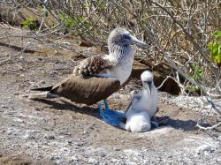 Blue Footed Booby and Chicks: The Booby will lay two eggs two weeks apart just in case the first chick does not survive. If the chick leaves the nest it may fall off the cliff or the parents just abandon it. The second chicks chances of survival are very slim. Older siblings are stronger and can demand all the food or they kill the younger sibling. Nature can be cruel!